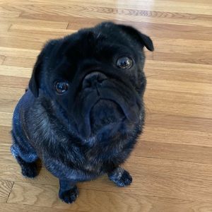 Meet your Posher, Betty